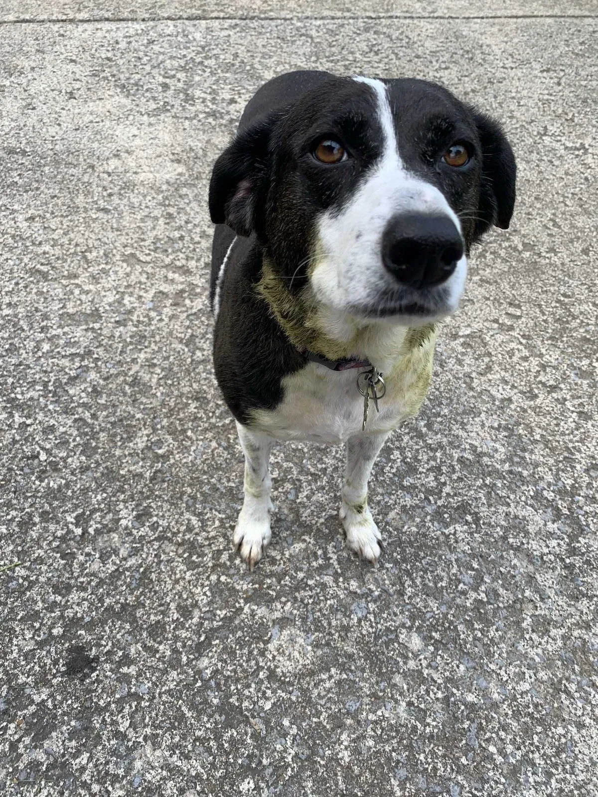 Lost dog in Mount Juliet, TN, 37122