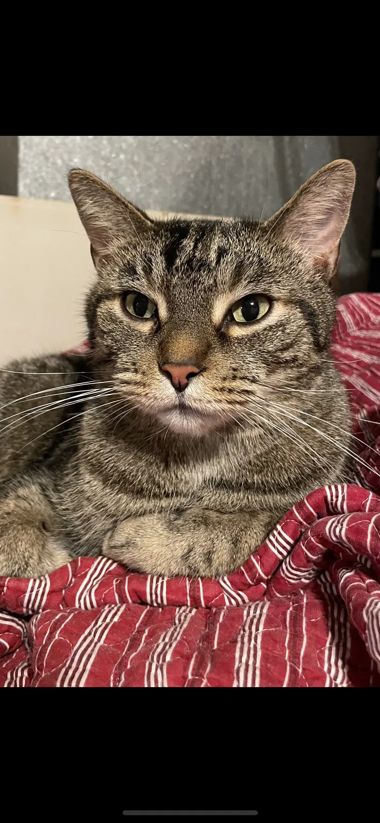 Lost cat in Columbus, OH, 43224