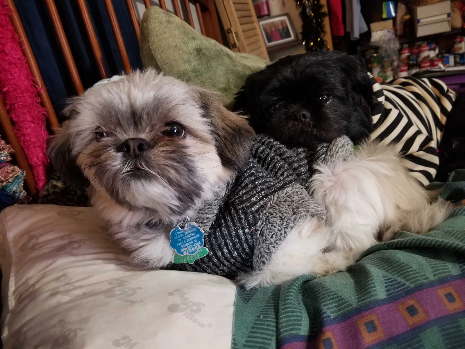 Lost dog in Oshkosh, WI, 54902