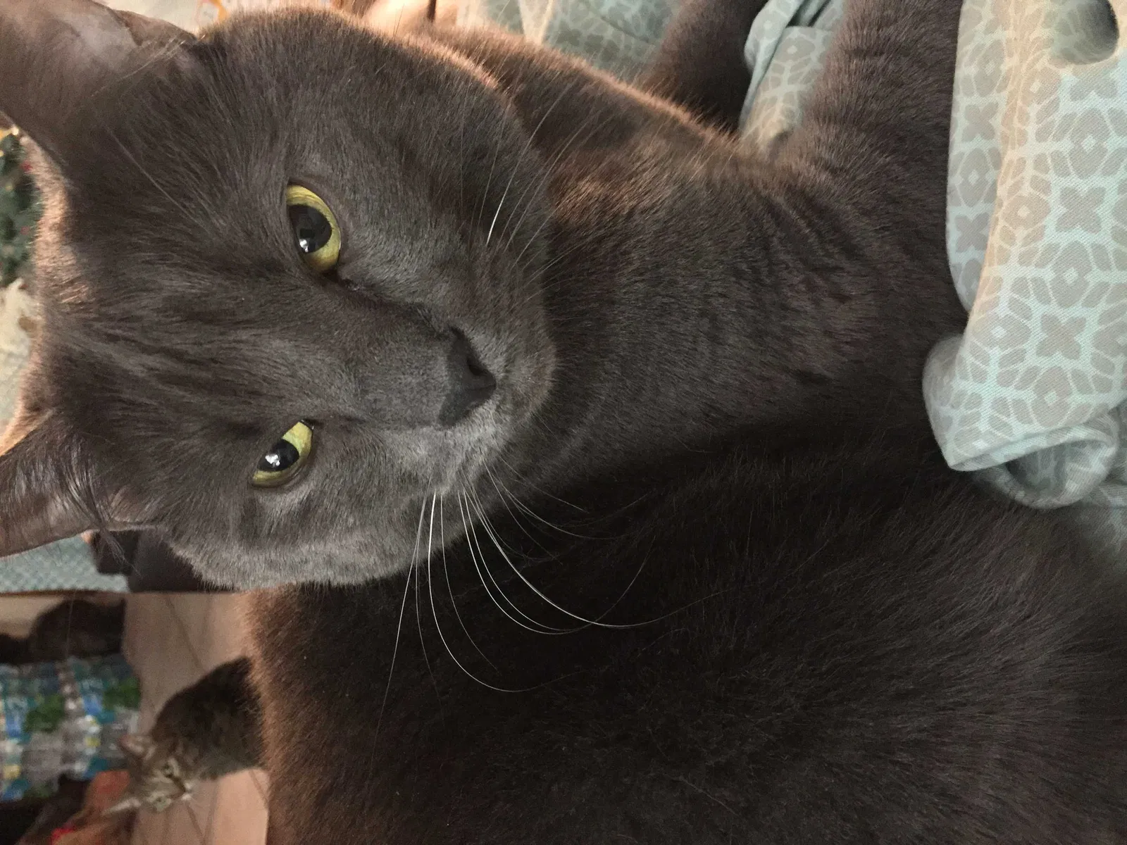 Lost cat in Seminole, FL, 33777