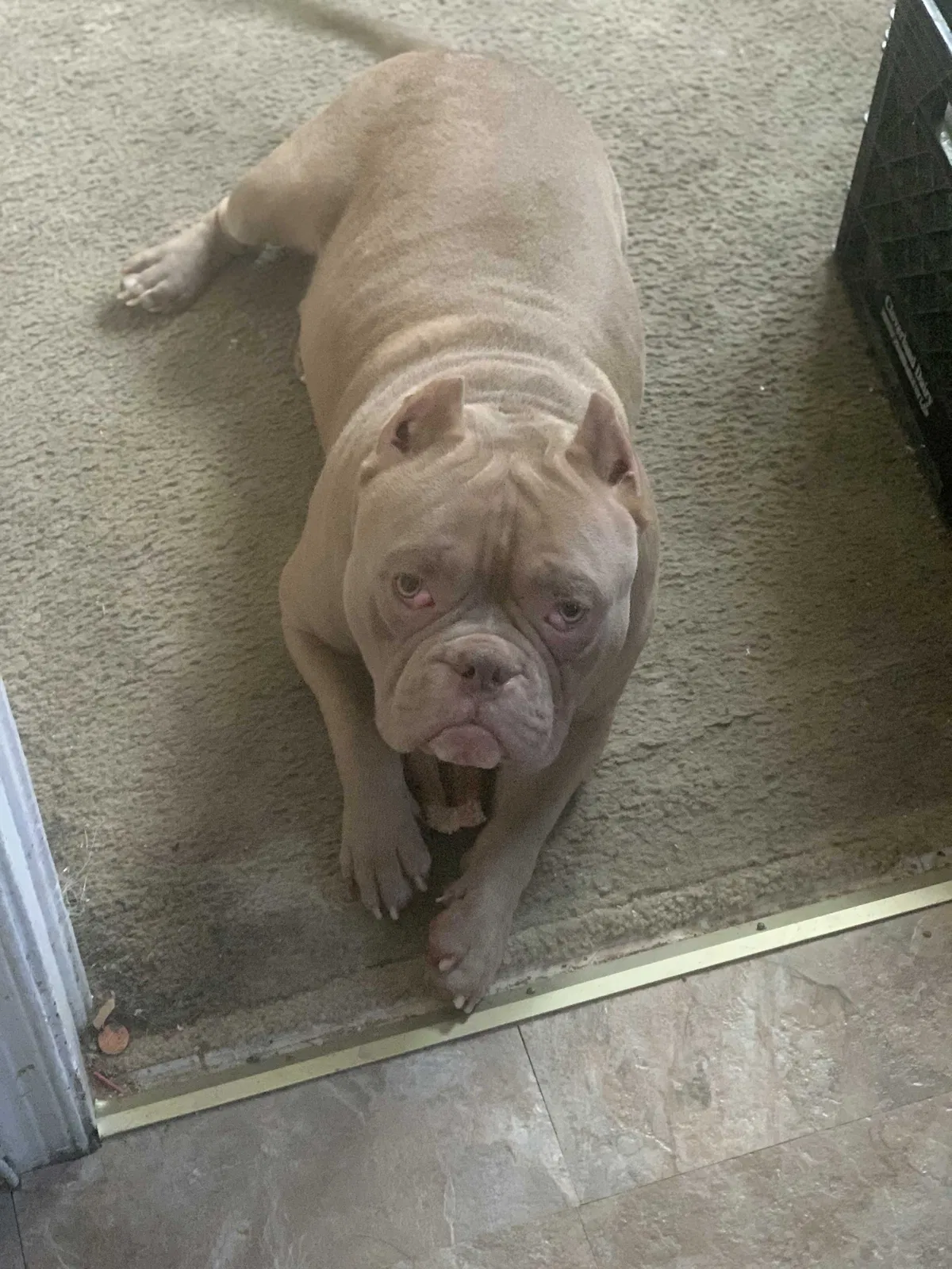 Lost dog in Baltimore, MD, 21229