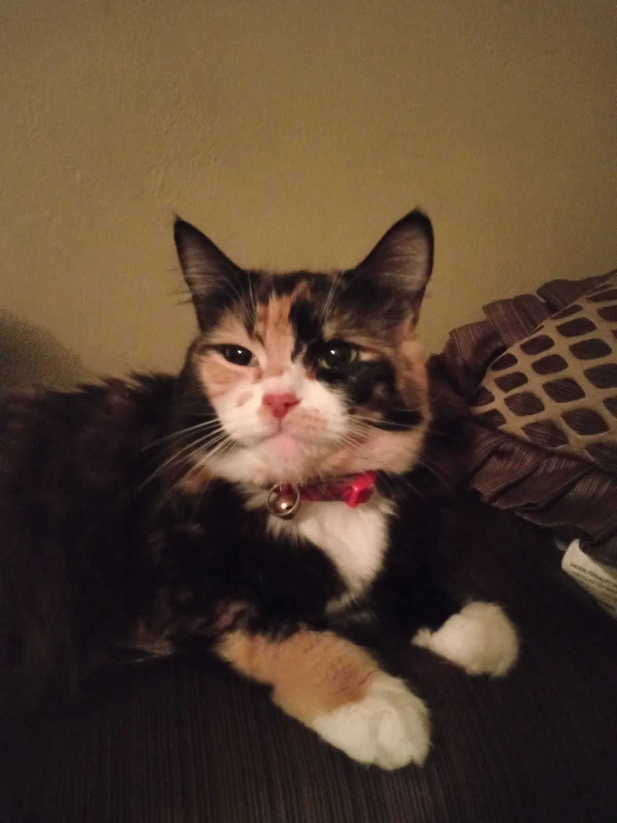 Lost cat in Riverside, CA, 92504