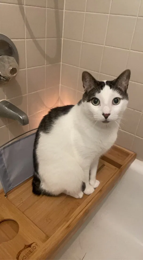 Lost cat in Jacksonville, FL, 32257
