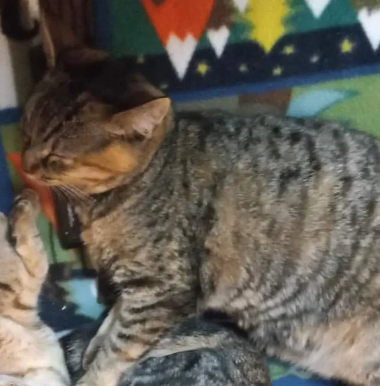 Lost cat in South San Francisco, CA, 94080