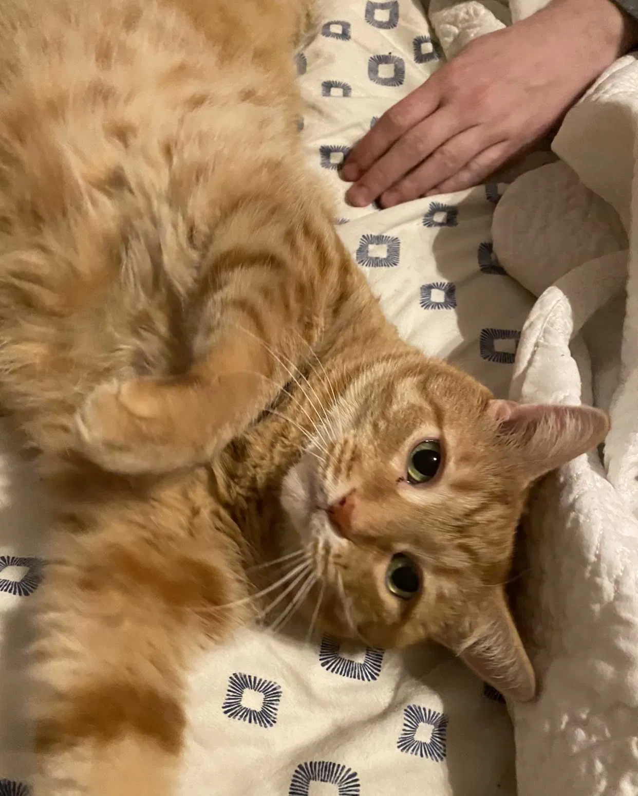 Lost cat in Dallas, TX, 75204