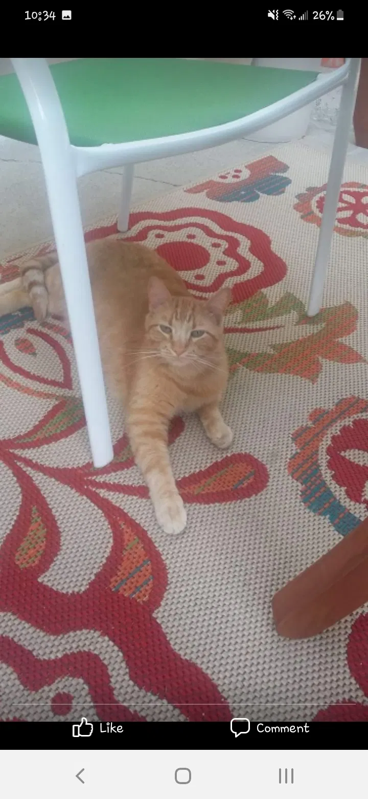 Lost cat in Salt Lake City, UT, 84107