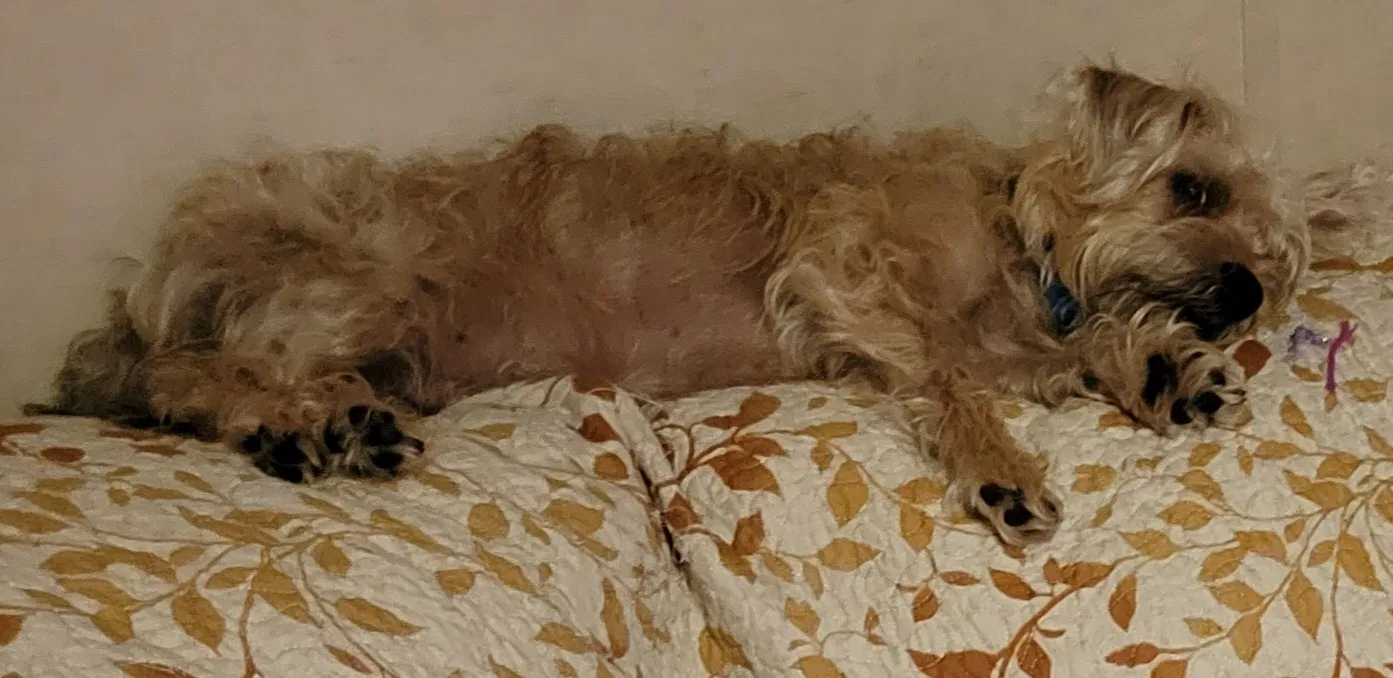 Lost dog in Sanger, TX, 76266