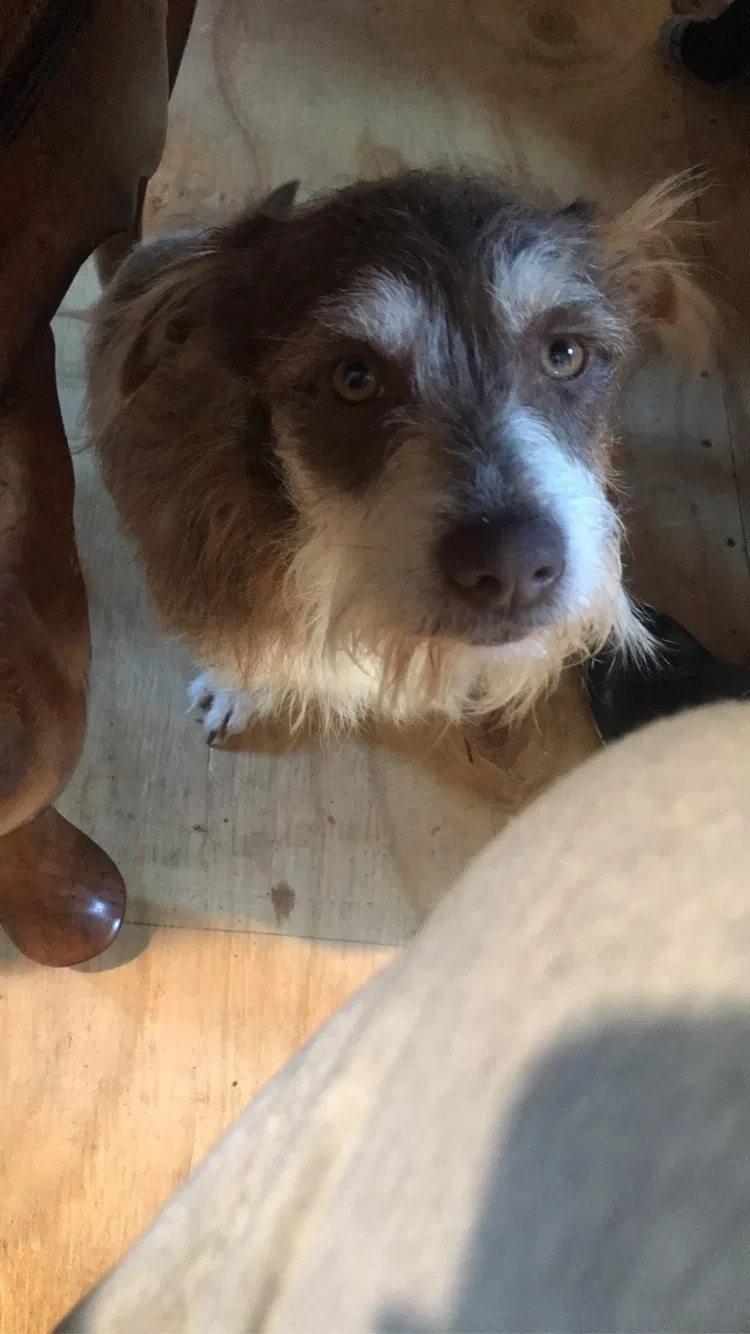 Lost dog in Magnolia, TX, 77355
