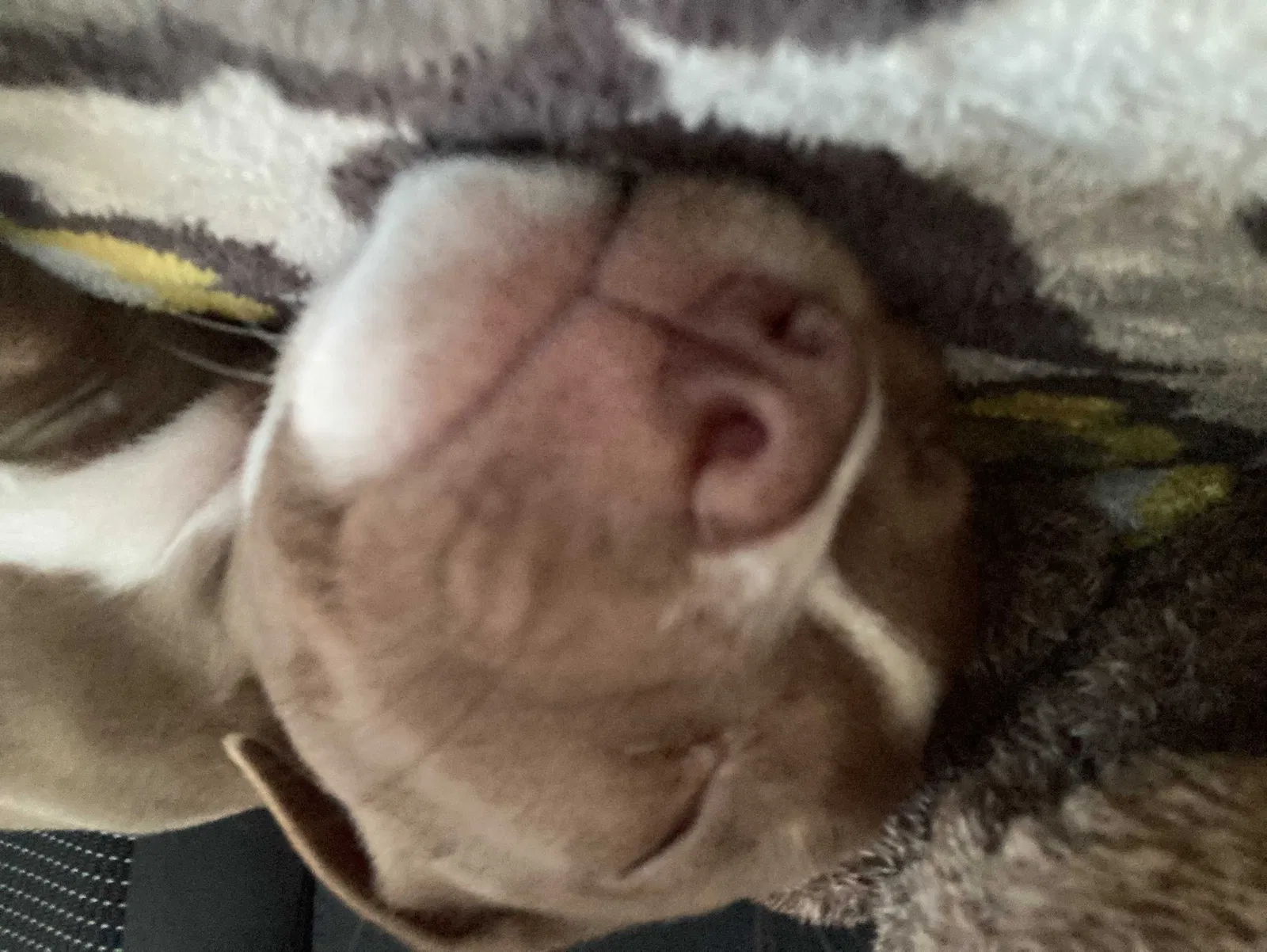Lost dog in Orlando, FL, 32818