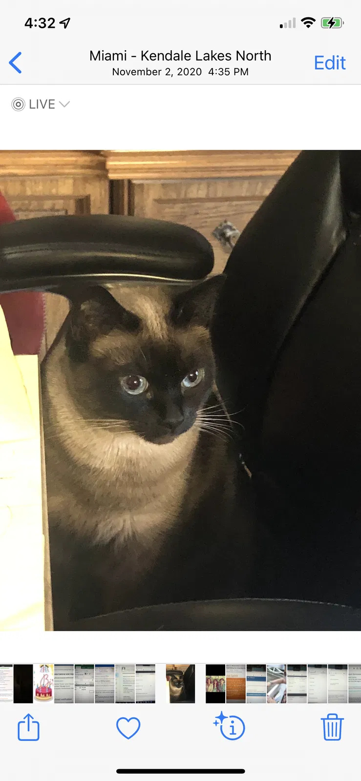 Lost cat in Miami, FL, 33175