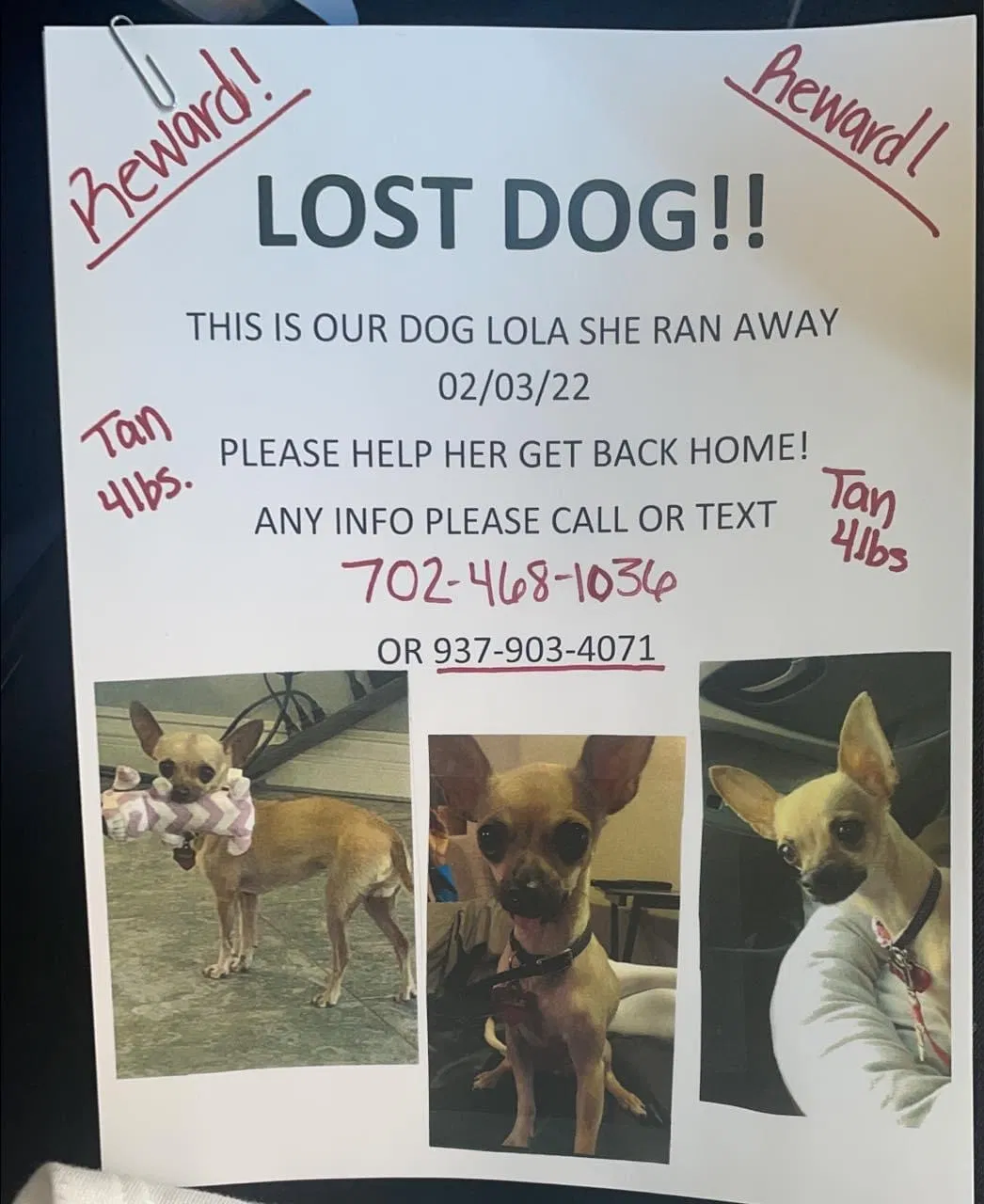 Lost dog in Las Vegas, NV, 89108
