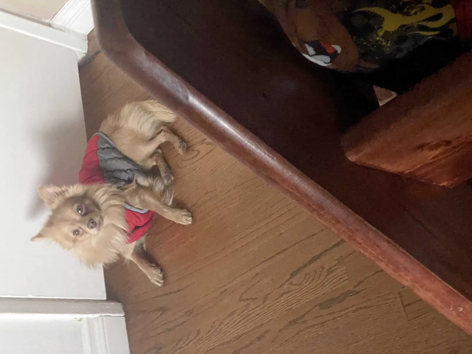 Lost dog in Los Angeles, CA, 90034