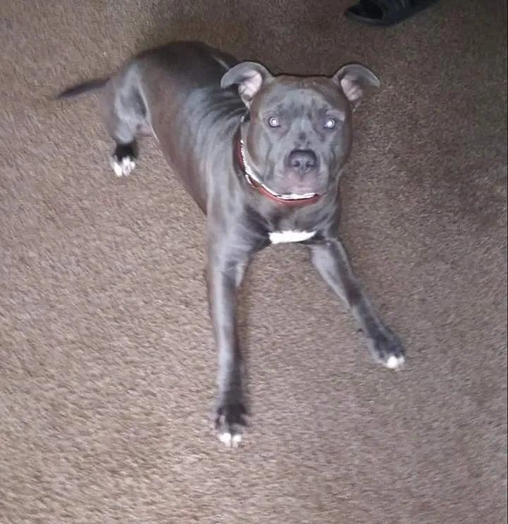 Lost dog in Norman, OK, 73026