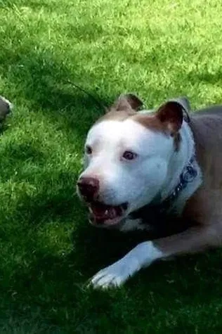 Lost dog in Pomona, CA, 91767