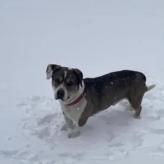 Lost dog in Indianapolis, IN, 46239