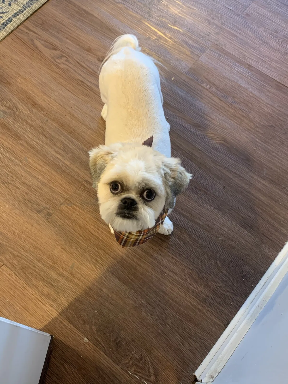 Lost dog in Detroit, MI, 48226