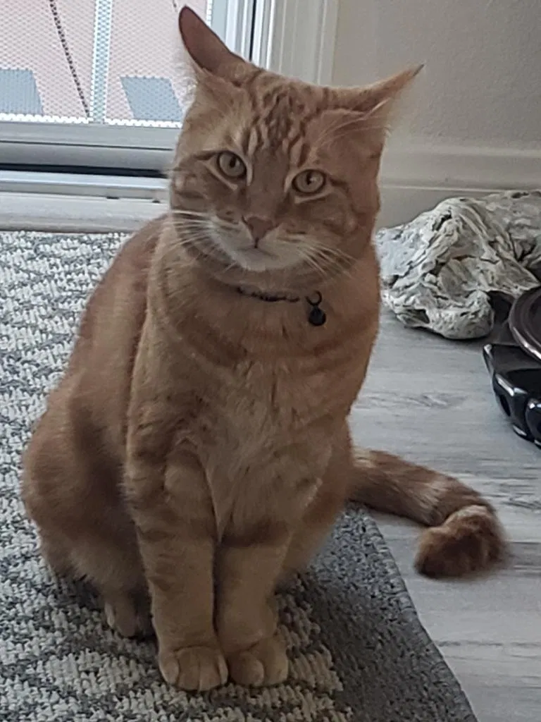 Lost cat in Orange, CA, 92865