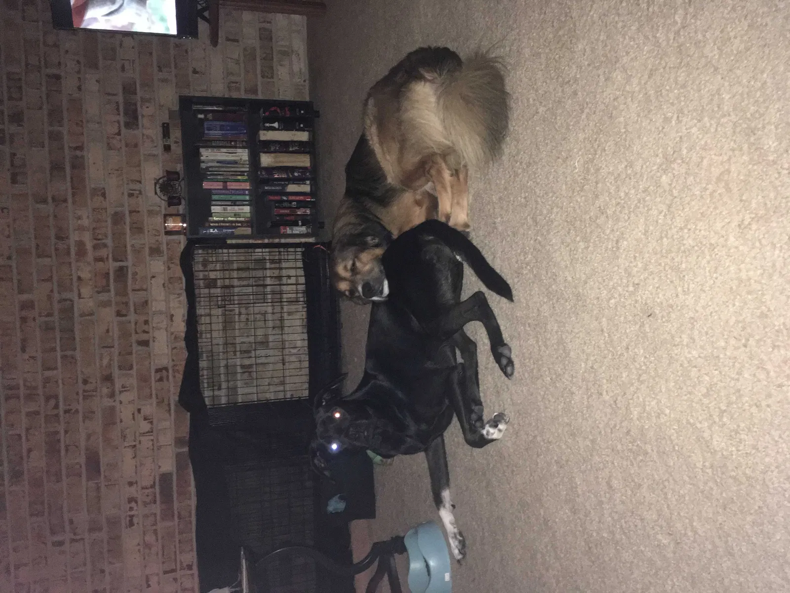 Lost dog in Kansas City, MO, 64118