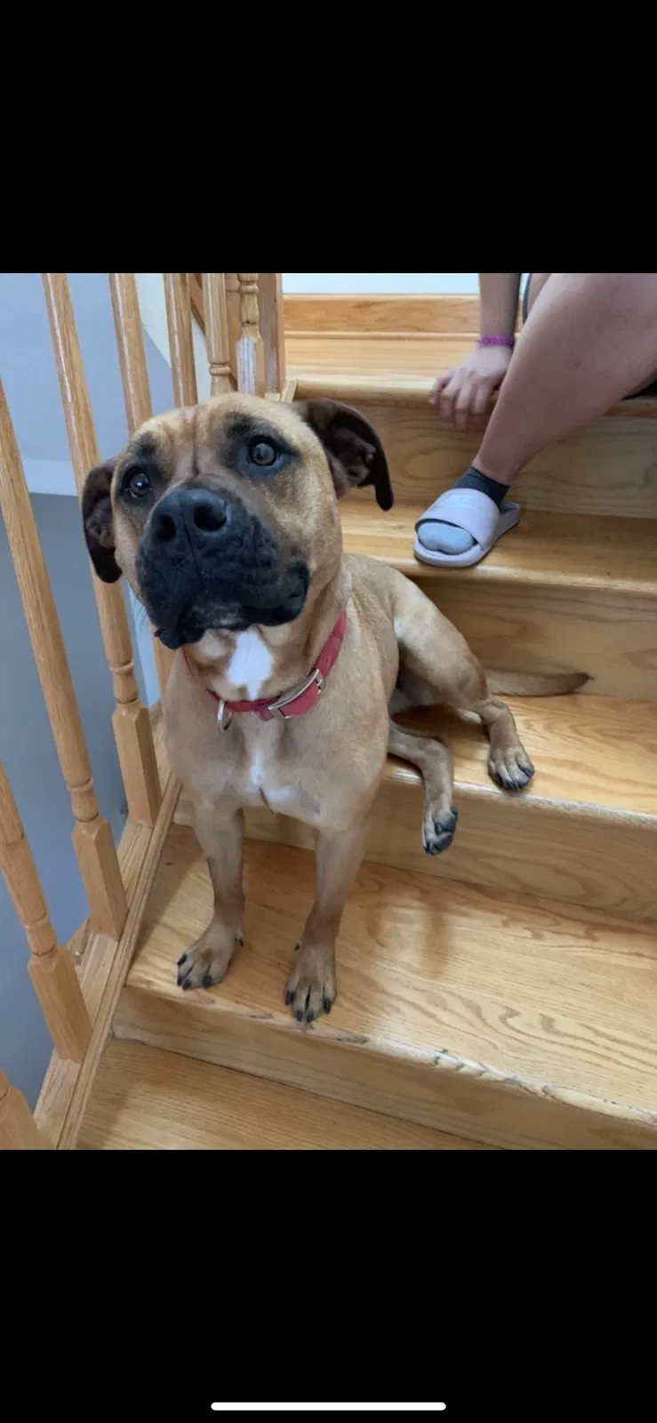 Lost dog in Chicago, IL, 60636