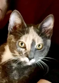 Lost cat in Portland, OR, 97229