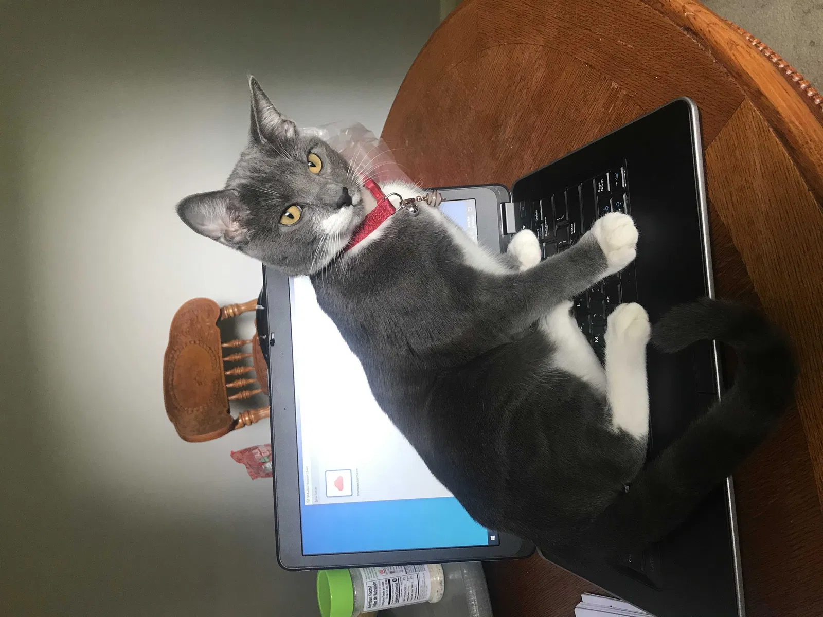 Lost cat in Trussville, AL, 35173