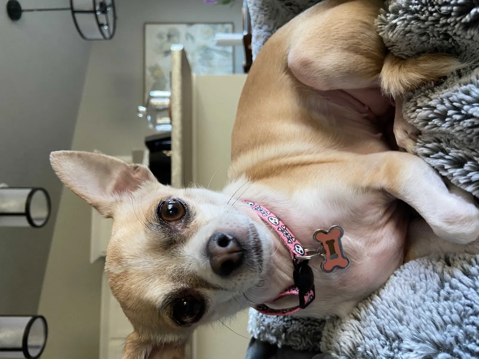 Lost dog in Sioux Falls, SD, 57110