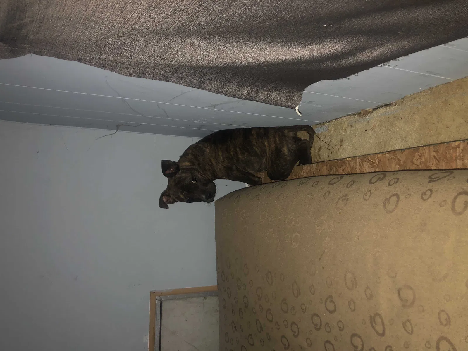 Lost dog in San Antonio, TX, 78220