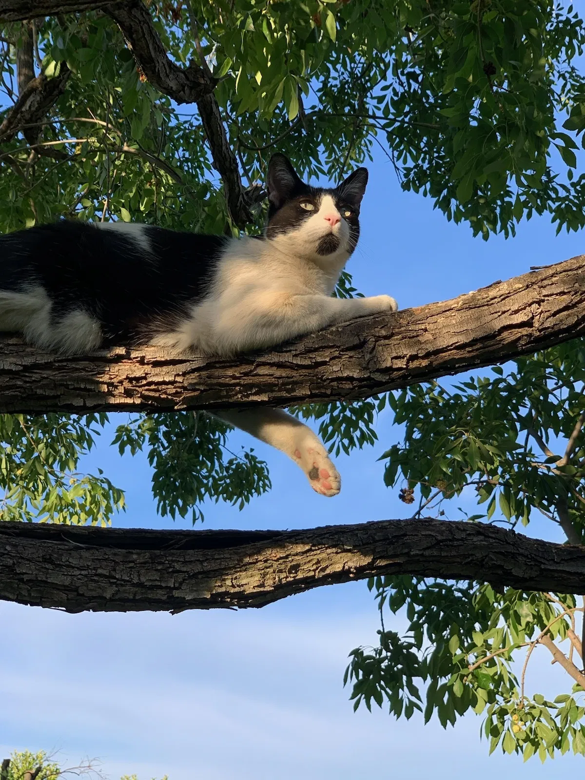 Lost cat in Simi Valley, CA, 93065
