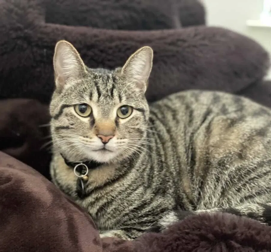 Lost cat in San Antonio, TX, 78213