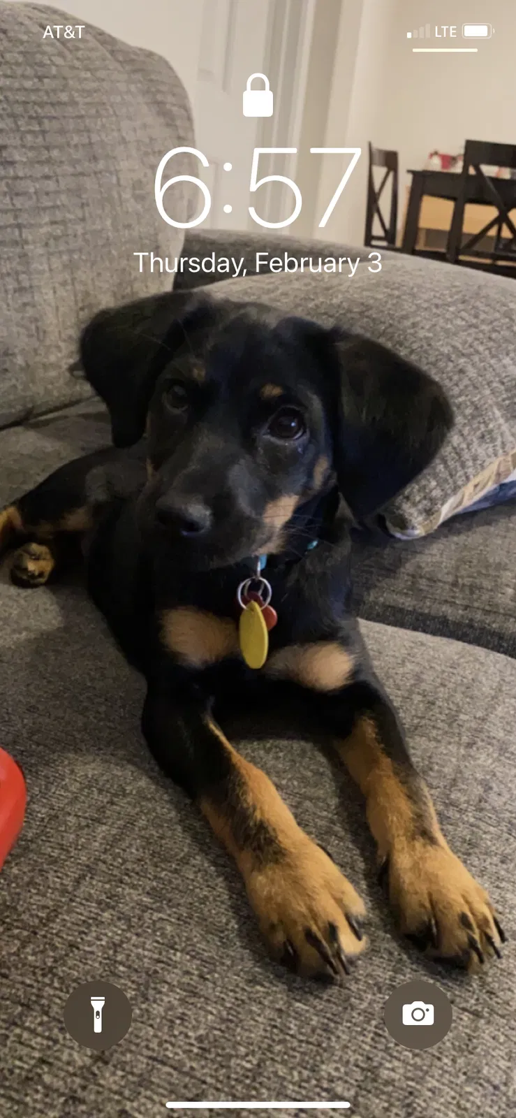 Lost dog in San Antonio, TX, 78252