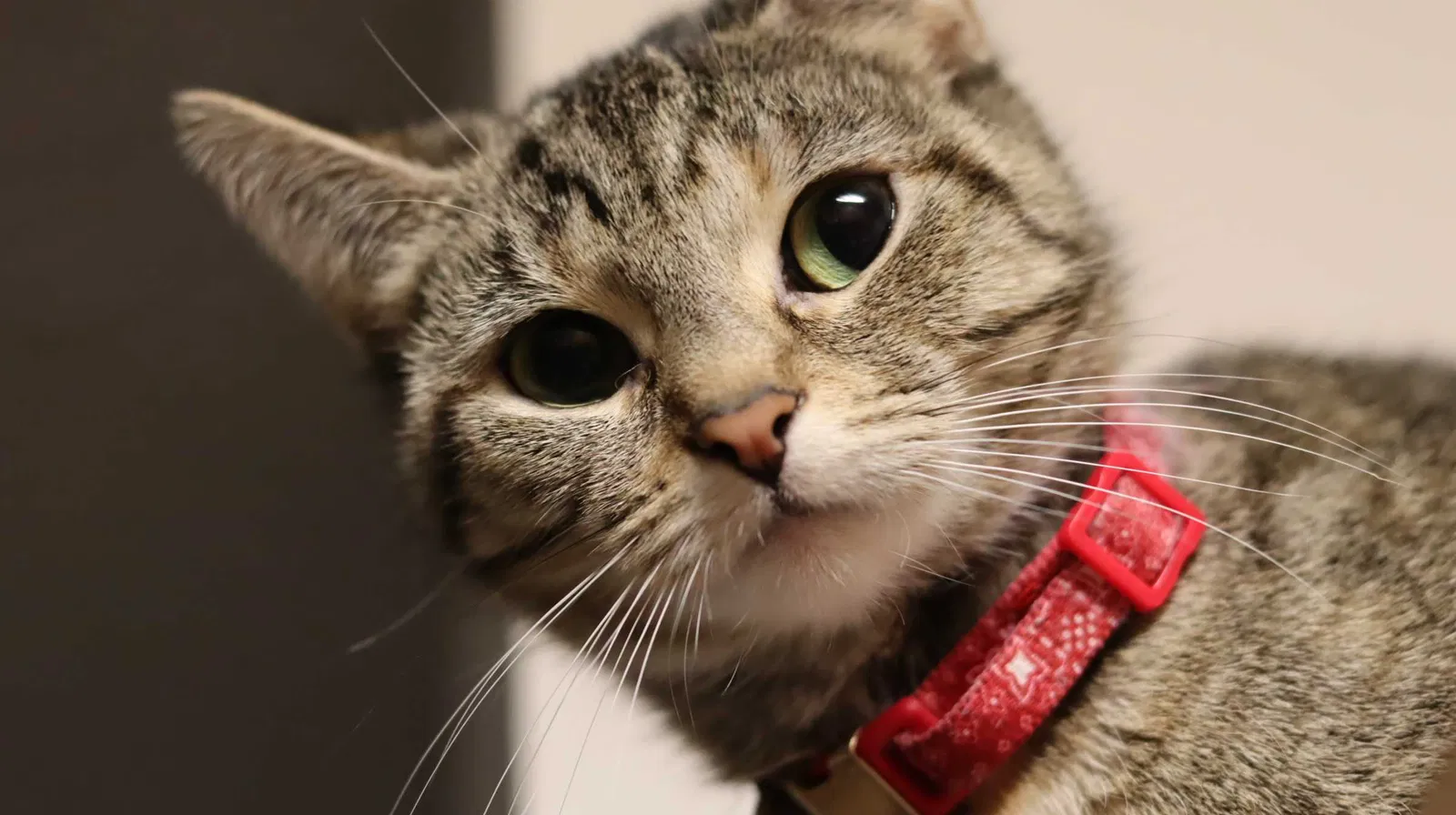 Lost cat in Plainfield, IN, 46168