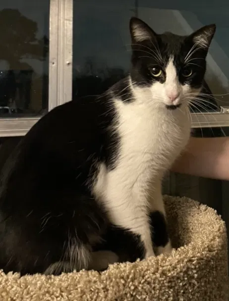Lost cat in Houston, TX, 77092