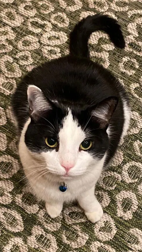 Lost cat in Modesto, CA, 95356