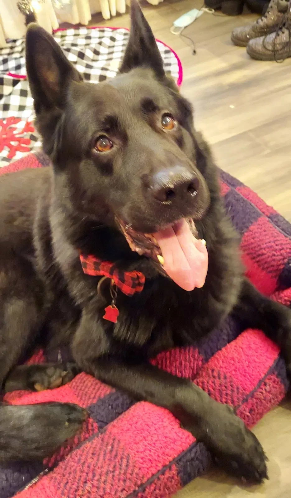 Lost dog in Lithonia, GA, 30038