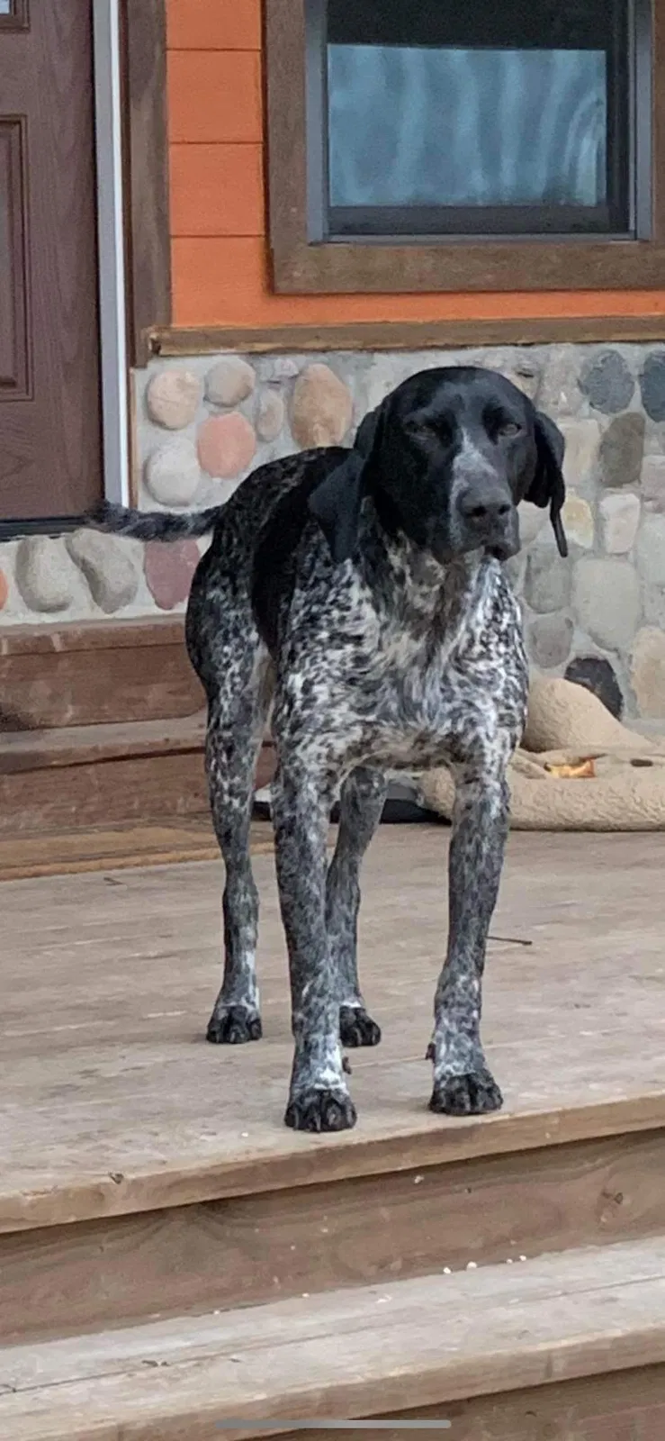 Lost dog in Mexia, TX, 76667