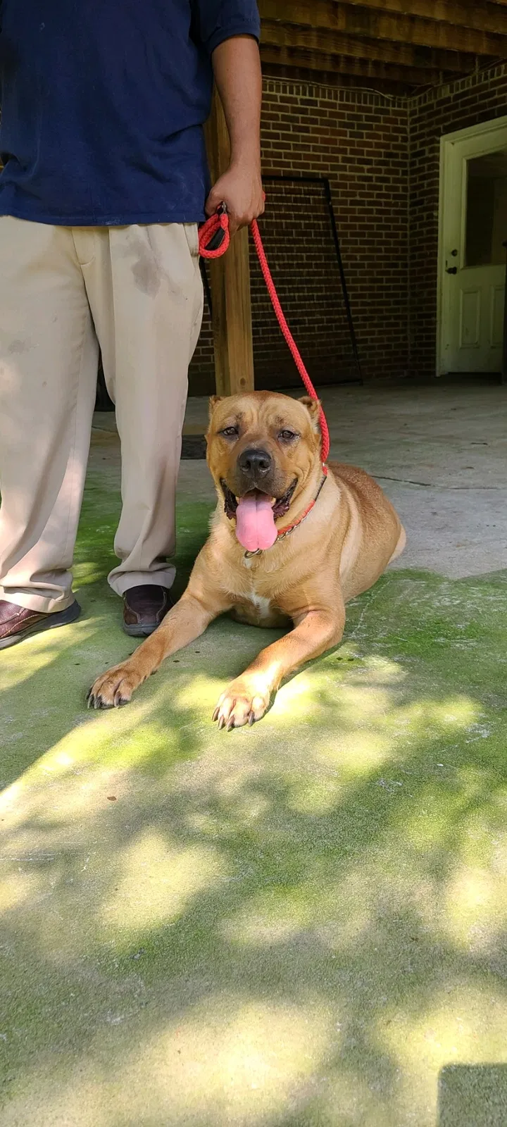 Lost dog in Gainesville, GA, 30507