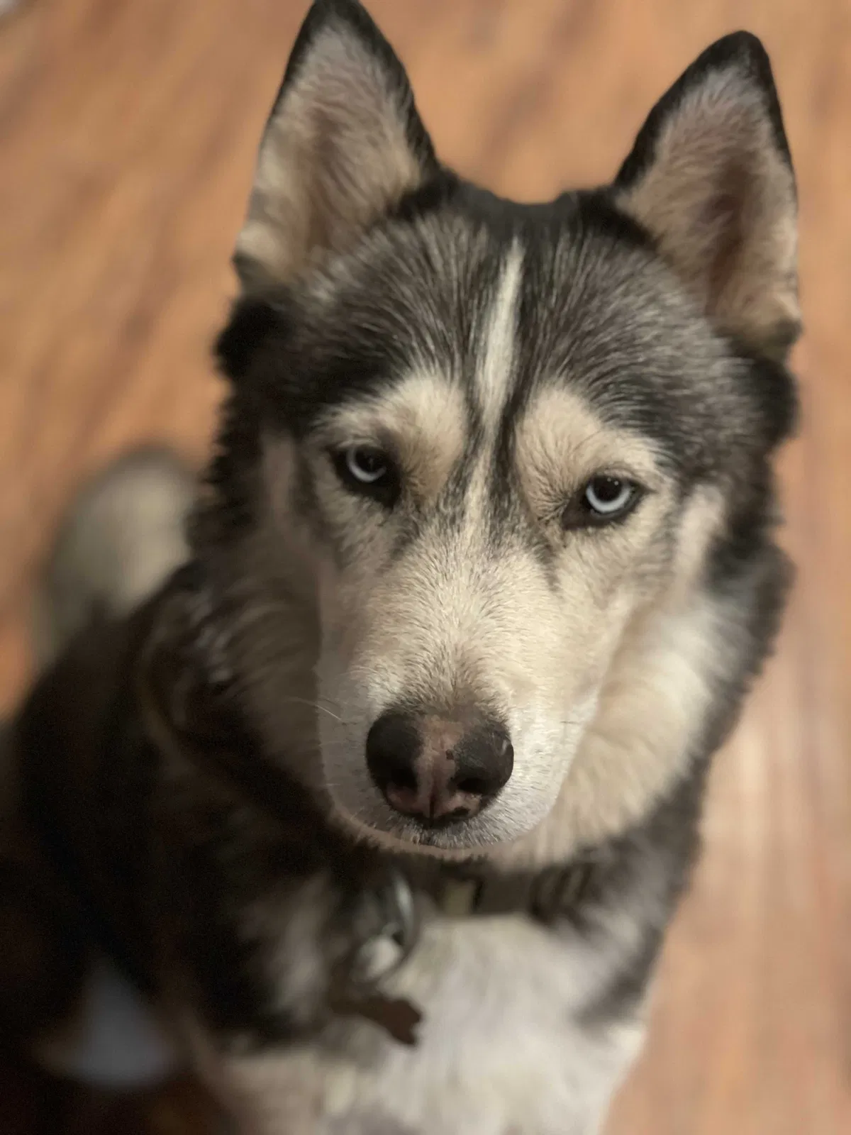 Lost dog in Hemet, CA, 92544