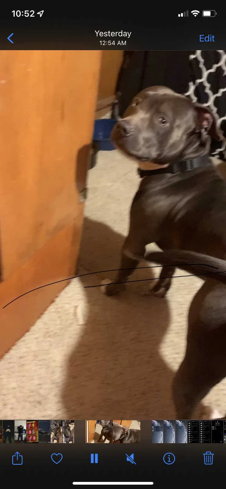 Lost dog in Sacramento, CA, 95838