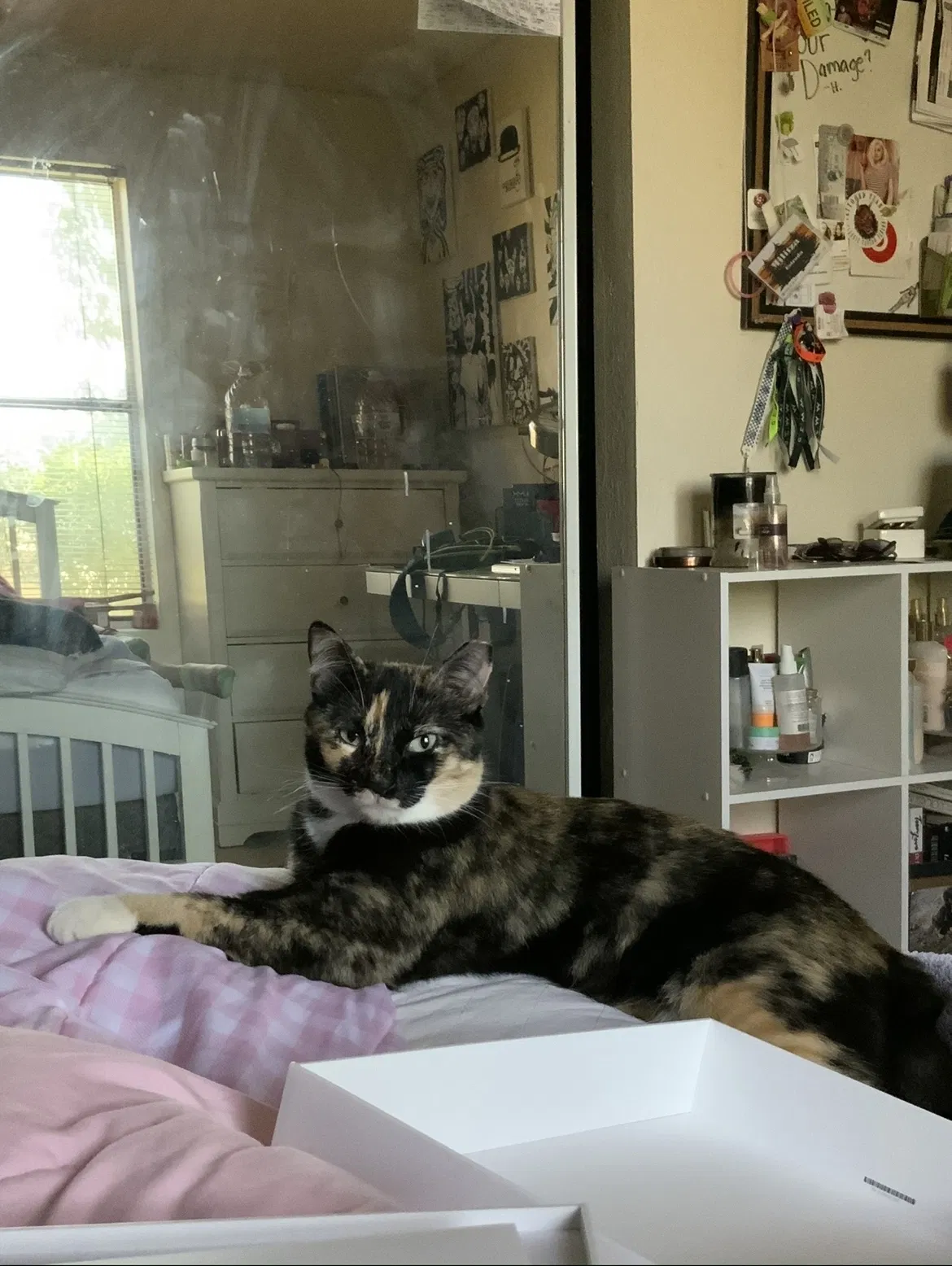 Lost cat in Tolleson, AZ, 85353