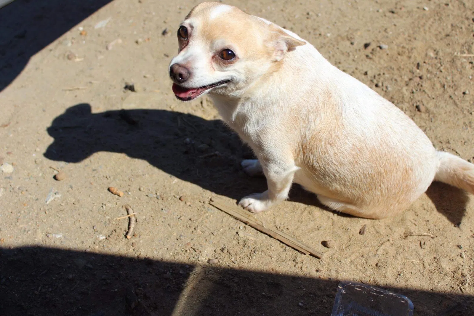 Lost dog in San Diego, CA, 92113