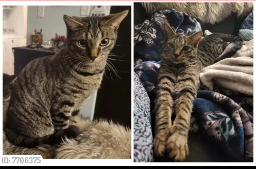 Lost cat in Reno, NV, 89502