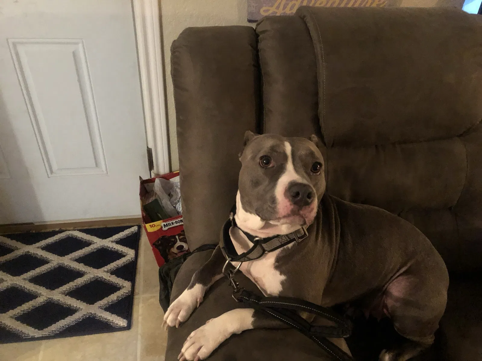 Lost dog in Santa Fe, TX, 77510