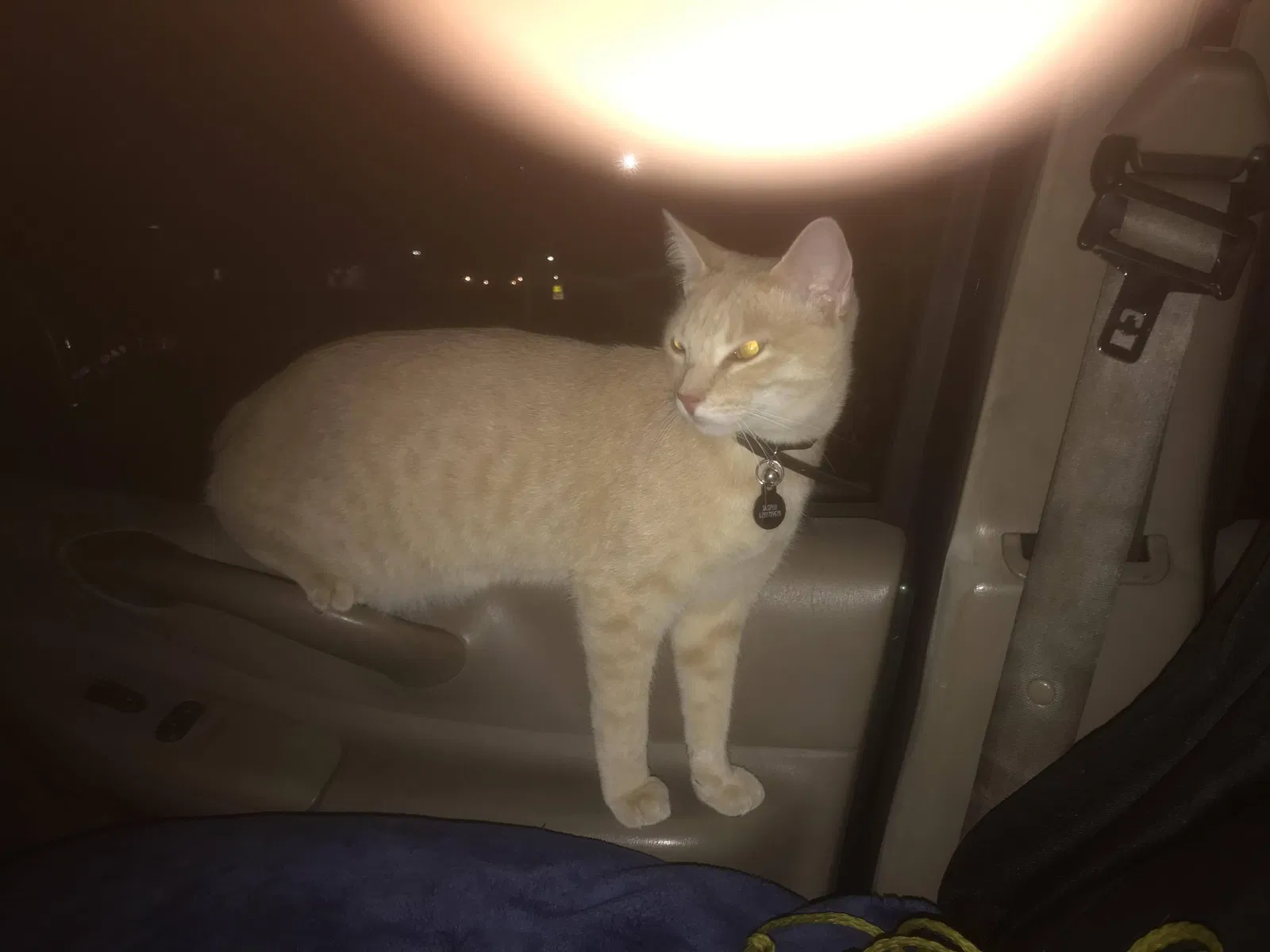Lost cat in San Diego, CA, 92126
