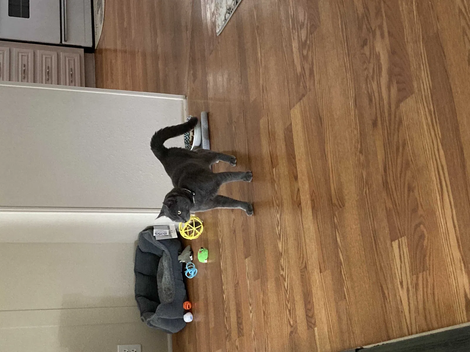 Found cat in Davenport, FL, 33897