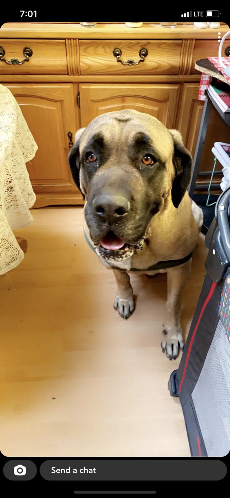 Lost dog in Colorado Springs, CO, 80920