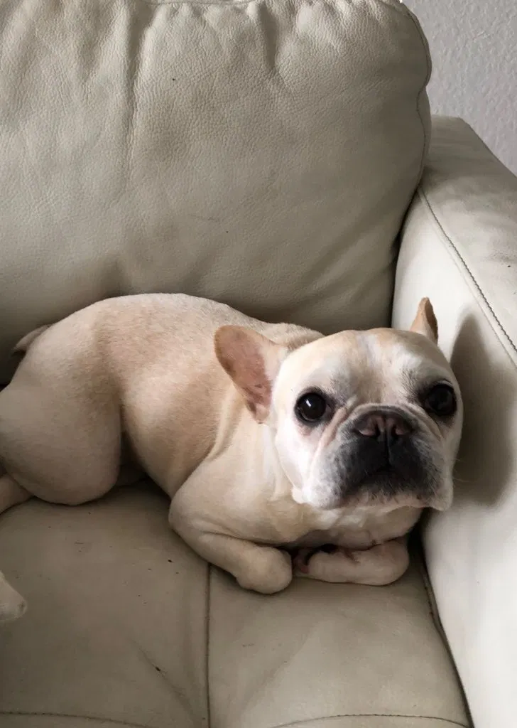 Lost dog in Miami, FL, 33165