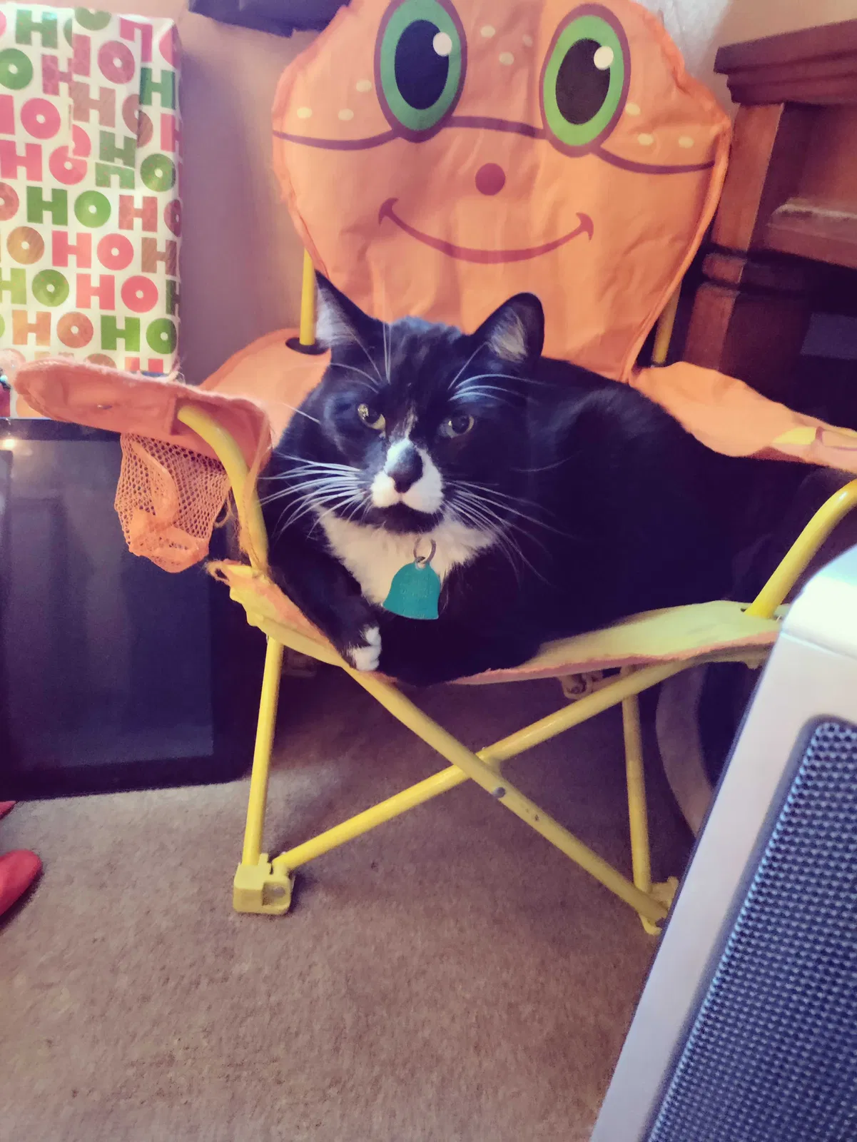 Lost cat in North Las Vegas, NV, 89030
