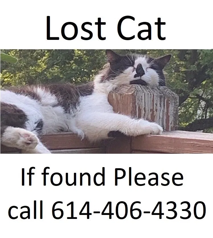 Lost cat in Columbus, OH, 43204