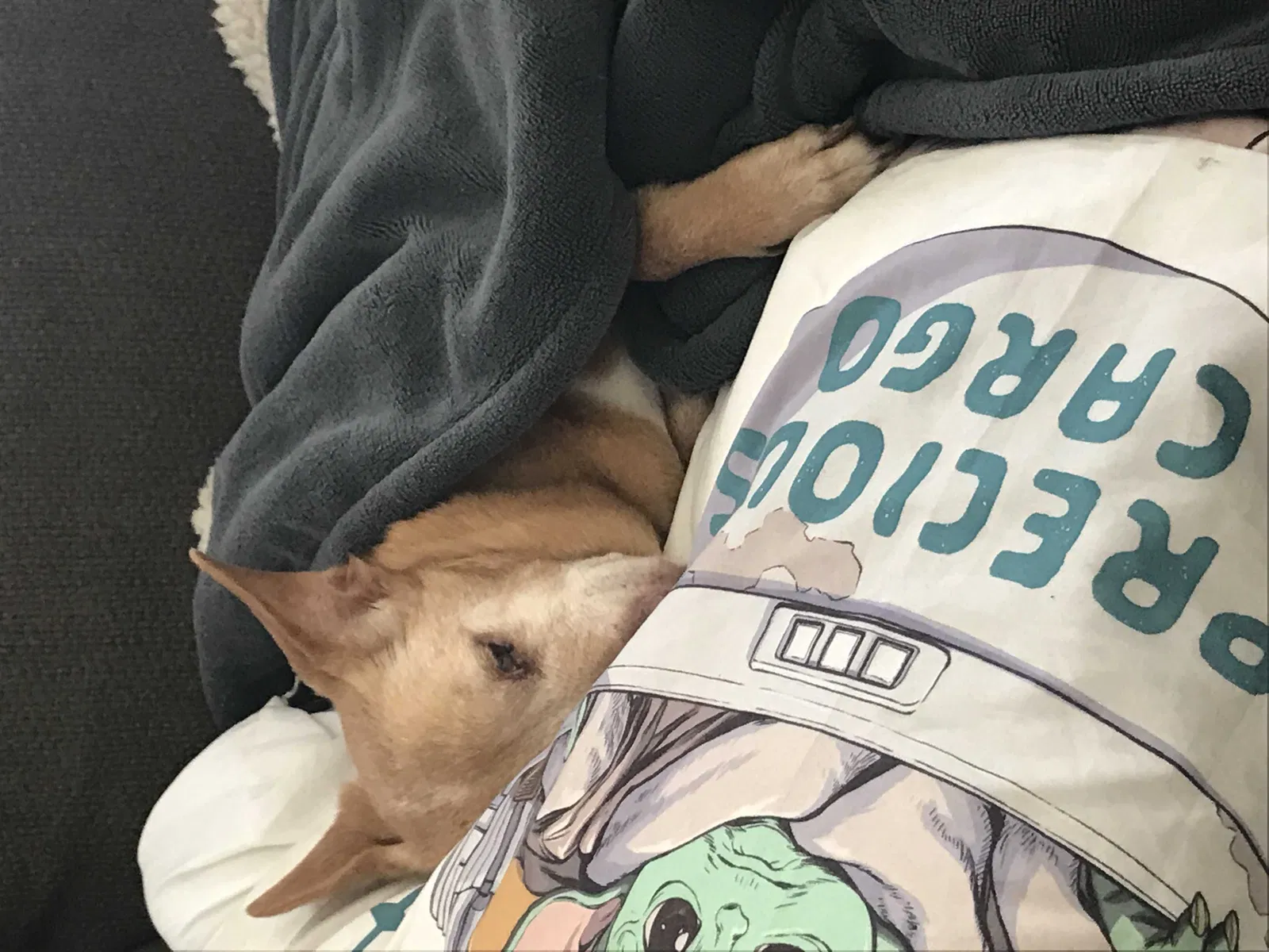 Lost dog in Visalia, CA, 93277