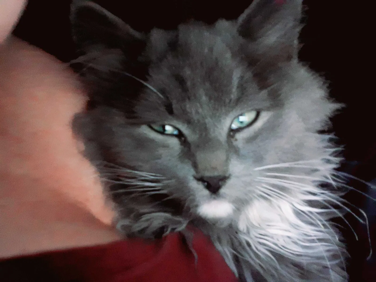 Lost cat in San Luis, CO, 81152